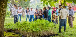 Click A Tree Bäume pflanzen Lebensraum Tiere Klimawandel