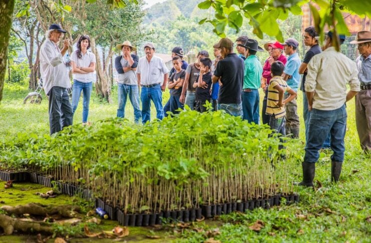Click A Tree Bäume pflanzen Lebensraum Tiere Klimawandel