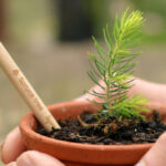 Ein Geschenk, von dem man auch in 100 Jahren noch etwas hat fichte baum sprout