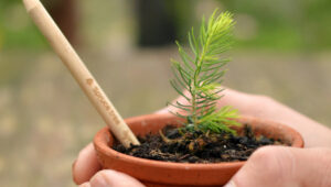 Ein Geschenk, von dem man auch in 100 Jahren noch etwas hat