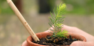 fichte baum sprout