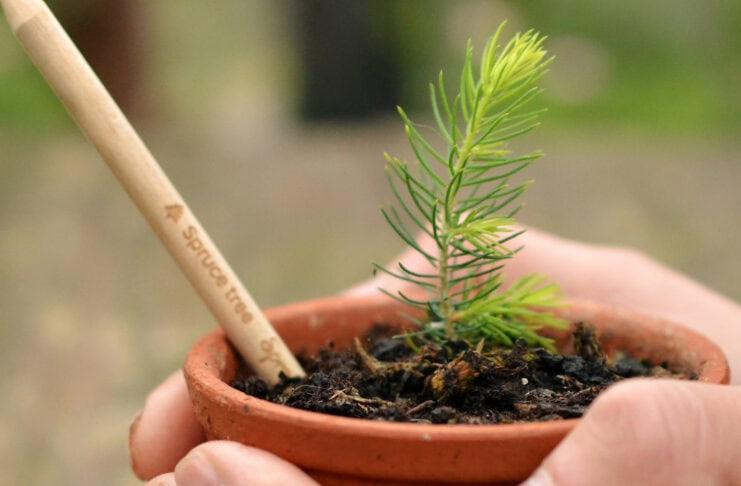 fichte baum sprout