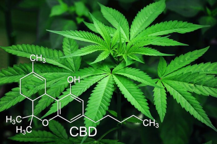 Legalisierung Cannabis Genusszwecken