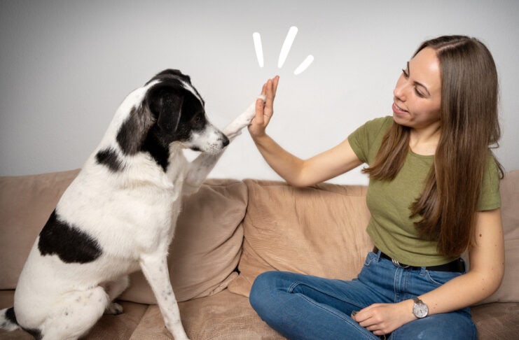 SVÄCKS Snacks Hunde
