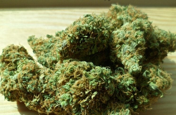 Legalisierung von Cannabis