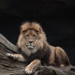 Diese 5 Startups sind am 01. Mai bei DHDL 01. Mai 2023 startups dhdl löwe