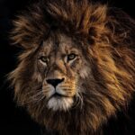 Diese 5 Startups sind am 17 April bei DHDL 17 april höhle der löwen