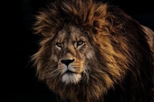 Diese 5 Startups sind am 17 April bei DHDL