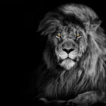 Diese 5 Startups sind am 08. Mai bei DHDL Diese 5 Startups sind am 08. Mai bei DHDL löwe