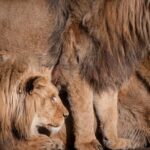 Spannende Gründerideen am 29. Mai um 20:15 Uhr bei VOX 29. Mai, DHDL, Höhle der Löwen löwen