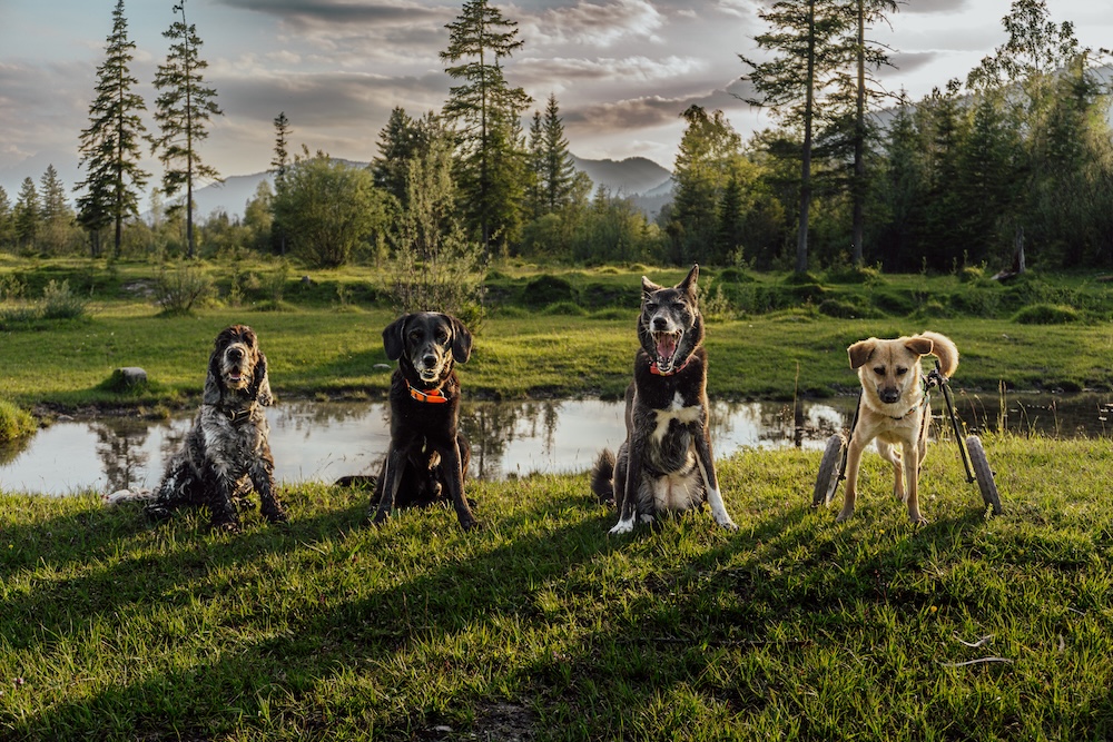rudelmut team bild 4 hunde