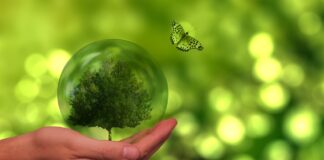 Sustainable Scaling: Wie nachhaltiges Wachstum wirklich funktioniert Nachhaltiges Wachstum: So skalieren Green Startups richtig. Image by Gerd Altmann from Pixabay