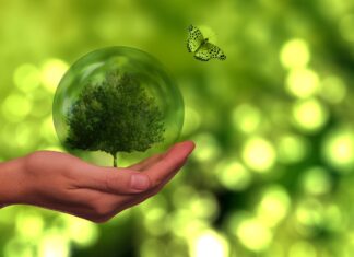 Sustainable Scaling: Wie nachhaltiges Wachstum wirklich funktioniert Nachhaltiges Wachstum: So skalieren Green Startups richtig. Image by Gerd Altmann from Pixabay