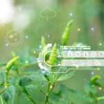 ICL and Agrematch to Develop Novel Crop Nutrition Solutions via AI icl